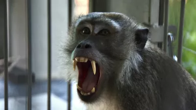A long-tailed macaque is seen after it was caught in a trap the previous day, at the Animal Rescue Center for observation in Pekanbaru, Riau, on August 7, 2026. Animal trappers have cut short the two-week rampage of a monkey that randomly attacked 18 people on Indonesia's Sumatra island, prompting dozens of schools to close in fear.,Image: 1121233355, License: Rights-managed, Restrictions:, Model Release: no 