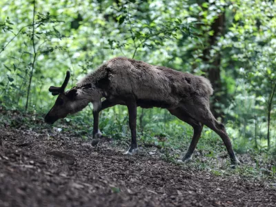 - severni jeleni - karibu - 12.06.2018 &ndash; Živalski vrt ZOO Ljubljana - predstavitev novega domovanja severnih jelenov, - prenovljeni zgodnji del ZOO-ja z novo ogrado za severne jelene - //FOTO: Jaka Gasar