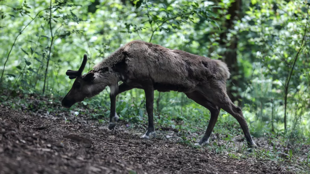 - severni jeleni - karibu - 12.06.2018 &ndash; Živalski vrt ZOO Ljubljana - predstavitev novega domovanja severnih jelenov, - prenovljeni zgodnji del ZOO-ja z novo ogrado za severne jelene - //FOTO: Jaka Gasar