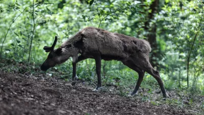- severni jeleni - karibu - 12.06.2018 &ndash; Živalski vrt ZOO Ljubljana - predstavitev novega domovanja severnih jelenov, - prenovljeni zgodnji del ZOO-ja z novo ogrado za severne jelene - //FOTO: Jaka Gasar