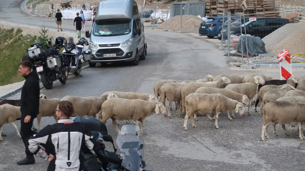  Gorski prelaz Vr&scaron;ič, ovce. Foto: Tatjana Pihlar 