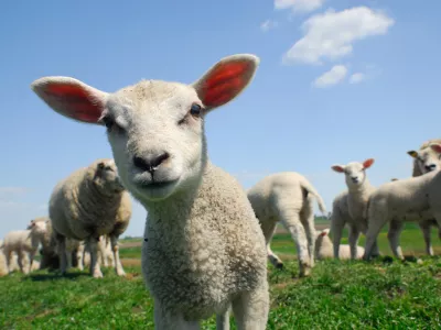funny picture of a curious lamb in spring