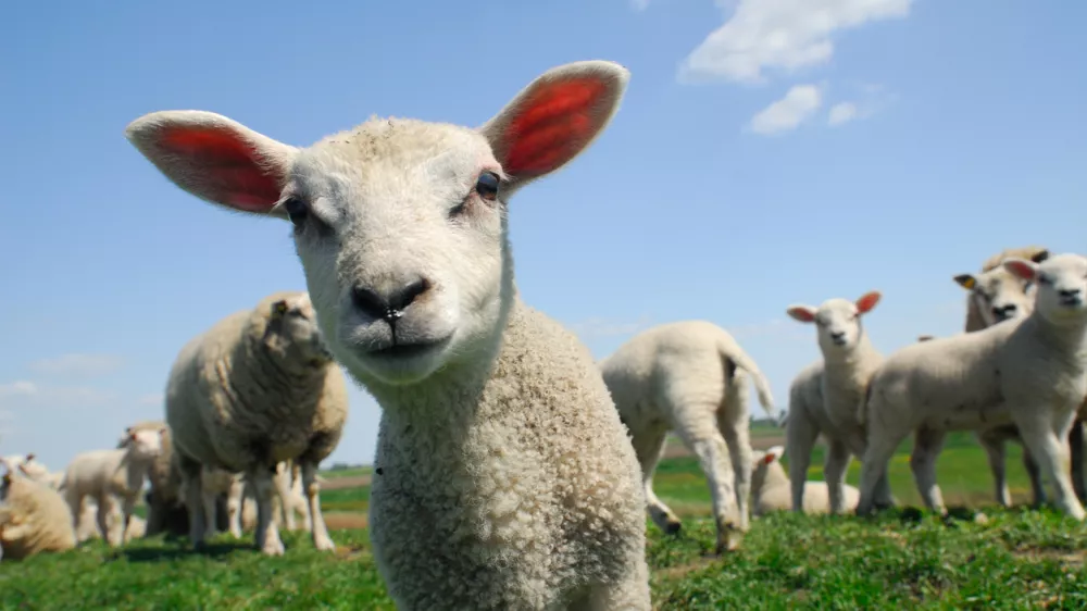 funny picture of a curious lamb in spring
