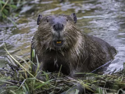 Closeup cute funny portrait of a beaver showing its teeth standing in the water looking at camera / Foto: Tony Leprieurgetty Images
