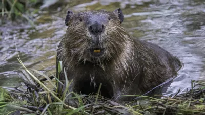 Closeup cute funny portrait of a beaver showing its teeth standing in the water looking at camera / Foto: Tony Leprieurgetty Images