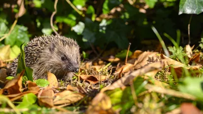 Mladi jež v družbi jesenskega listja / Foto: Istock