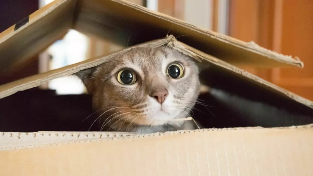 Cat looking startled and surprised while plays hide and seek in a box.