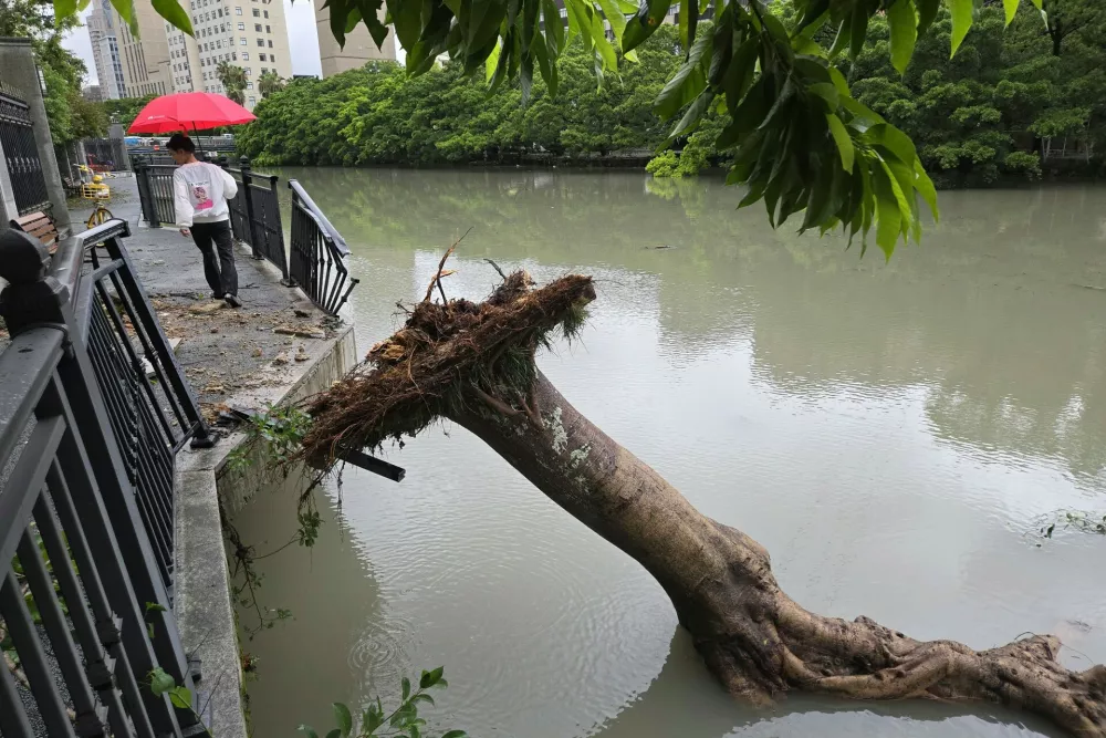 A tree falls into a river in the aftermath of Typhoon Dolphin in Wenzhou in eastern China's Zhejiang province, Monday, Aug. 10, 2026. (Chinatopix Via AP)