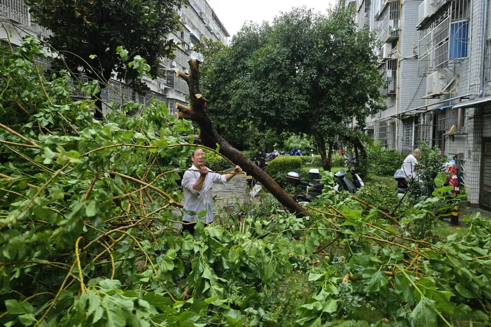 A man tries to clear the branches of a fallen tree in the aftermath of Typhoon Dolphin in Wenzhou in eastern China's Zhejiang province, Monday, Aug. 10, 2026. (Chinatopix via AP)