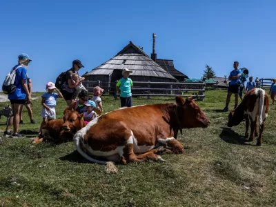 - Krave na planinski pa&scaron;i, turisti,- 04.08.2026. - Velika Planina. Pastirice.//FOTO: Bojan Velikonja / Foto: Bojan Velikonja