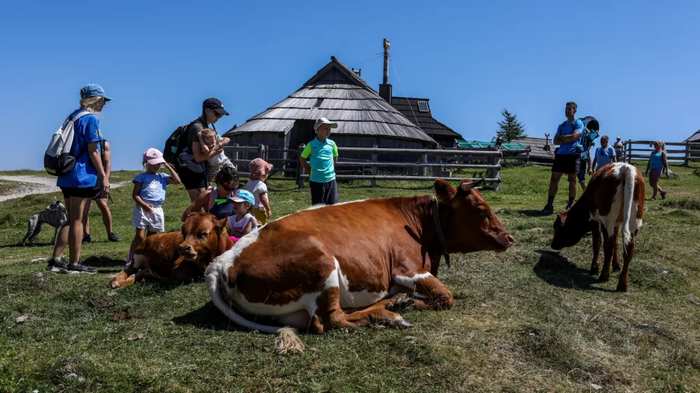 - Krave na planinski pa&scaron;i, turisti,- 04.08.2026. - Velika Planina. Pastirice.//FOTO: Bojan Velikonja / Foto: Bojan Velikonja