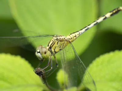 Wondering slider dragonfly, Pantala flavescens, Satara, Maharashtra, India / Foto: Ephotocorp Getty Images/istockphoto