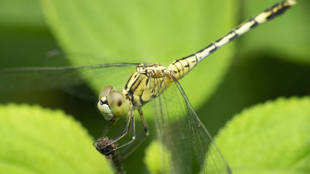 Wondering slider dragonfly, Pantala flavescens, Satara, Maharashtra, India / Foto: Ephotocorp Getty Images/istockphoto