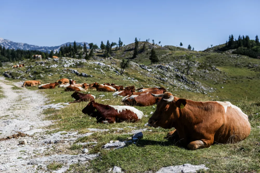 - Planinska pa&scaron;a, krave,- 04.08.2026. - Velika Planina. Pastirice.//FOTO: Bojan Velikonja / Foto: Bojan Velikonja