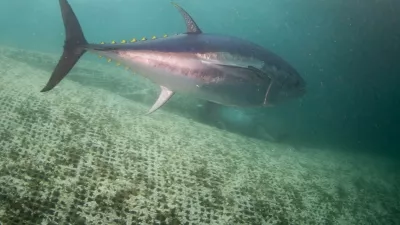 IZMIR, TURKIYE - NOVEMBER 19: A view of Thunnus or True tunas, which are bred for 7 months in fish farms before they are exported to Japan with the 'factory ships', on Mediterranean Sea of Izmir, Turkiye on November 19, 2024. True tunas, fed with organic feed in fish farms, can weigh up to 600 kilograms as their harvest begins in November. Mahmut Serdar Alakus / Anadolu/ABACAPRESS.COM,Image: 936690346, License: Rights-managed, Restrictions:, Model Release: noFoto: Profimedia