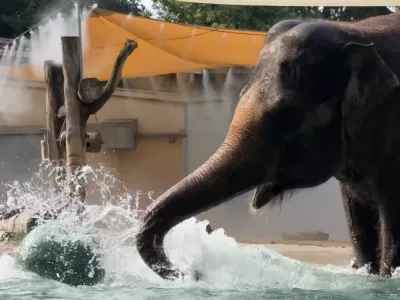 Ganga med igro v bazenu. Vir: ZOO Ljubljana, IG