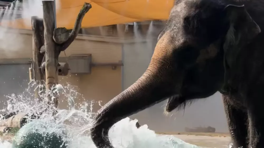 Ganga med igro v bazenu. Vir: ZOO Ljubljana, IG