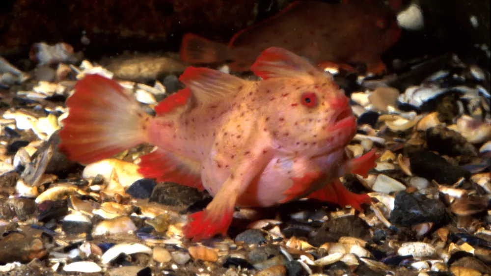 Rokata ribica