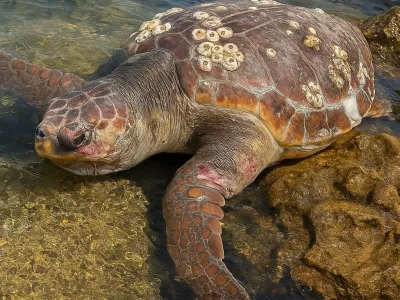 Kareta AniMa