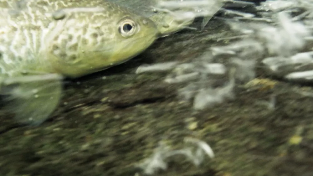 Ribolov, muharjenje, reka Idrijca, Idrija, ribi&Auml;Ť, &Auml;Ťuvaj, muha, riba, postrv, voda, naravaFOTO: JAKA GASAR / NEDELJSKI