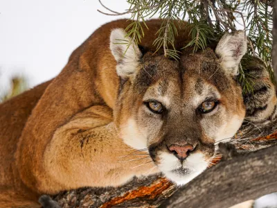 Mountain lion