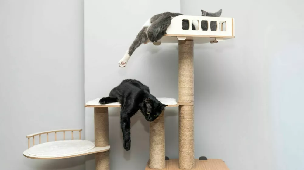 two cat laying, sleeping, relaxing on a soft cats shelf of a cats house, cat tower, cat tree on top indoors. a grey and white cat laying on top of a scratching post. pet ownership, pet friend