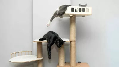two cat laying, sleeping, relaxing on a soft cats shelf of a cats house, cat tower, cat tree on top indoors. a grey and white cat laying on top of a scratching post. pet ownership, pet friend