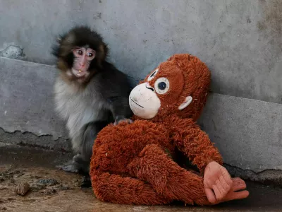 A baby Japanese macaque named Punch sits next to a stuffed orangutan at Ichikawa City Zoo, in Ichikawa, Chiba Prefecture, Japan