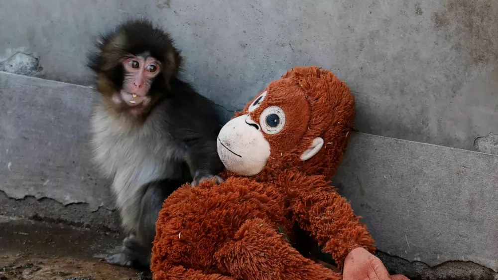 A baby Japanese macaque named Punch sits next to a stuffed orangutan at Ichikawa City Zoo, in Ichikawa, Chiba Prefecture, Japan
