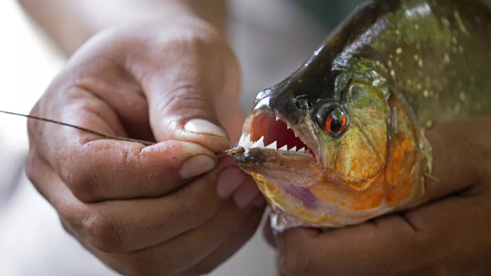 Hands holding a big piranha taken on Napo river, Ecuador