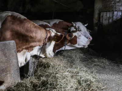 Krave, &scaron;tala, živinoreja.- 25.03.2023 &ndash; Zgornje Gameljne - Kmetija Franca Junkerja - &scaron;esto&scaron;olec Aleksej po pouku najraje obi&scaron;če Frančevo kmetijo in mu pomaga pri oskrbi krav in drugih kmečkih opravilih - //FOTO: Bojan Velikonja
