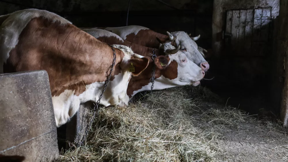 Krave, &scaron;tala, živinoreja.- 25.03.2023 &ndash; Zgornje Gameljne - Kmetija Franca Junkerja - &scaron;esto&scaron;olec Aleksej po pouku najraje obi&scaron;če Frančevo kmetijo in mu pomaga pri oskrbi krav in drugih kmečkih opravilih - //FOTO: Bojan Velikonja