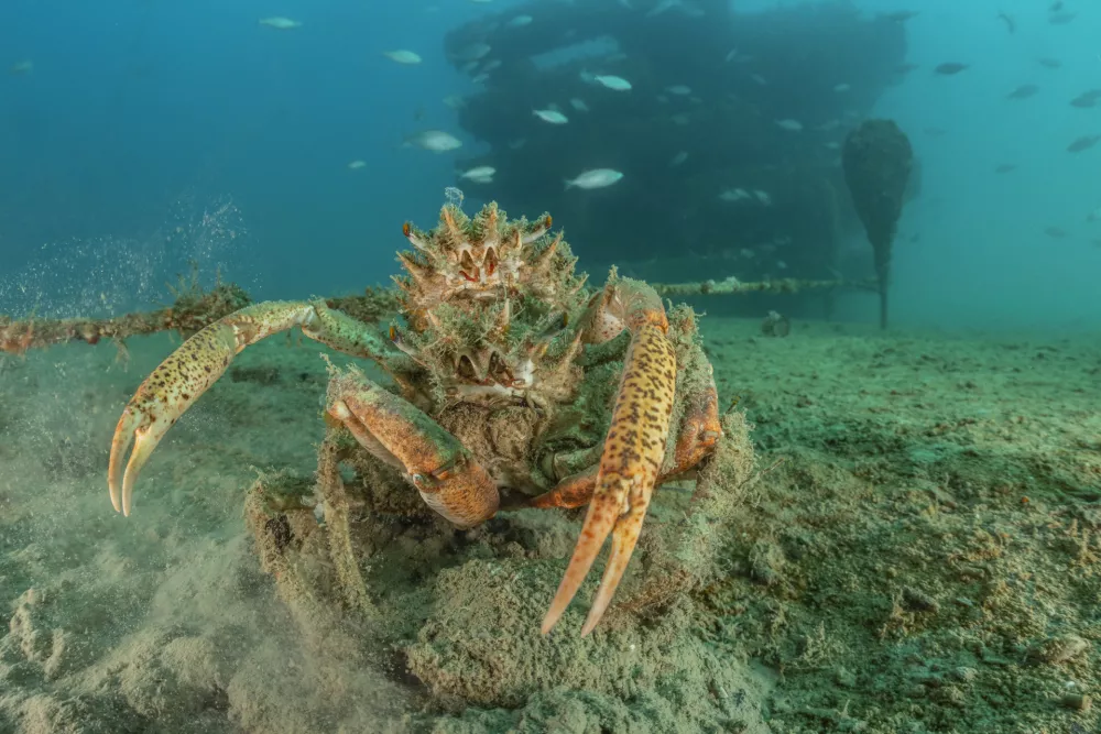 morska oaza piran, podvodna struktura, zavod You Sea / Foto: Boruf Furlan