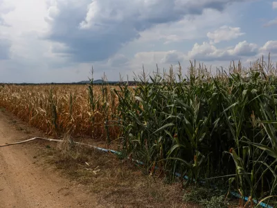 - 11.08-2026. - Su&scaron;a, Kr&scaron;ko polje, Namakalni sistem, namakanje, koruza.//FOTO: Bojan Velikonja