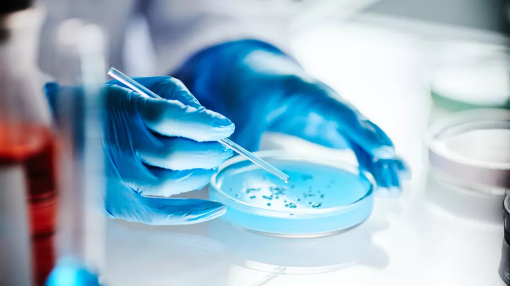 Close up on hands of unrecognizable scientist in vinyl gloves dripping liquid from pipette into petri dish studying microbiology at light table in laboratory, copy space