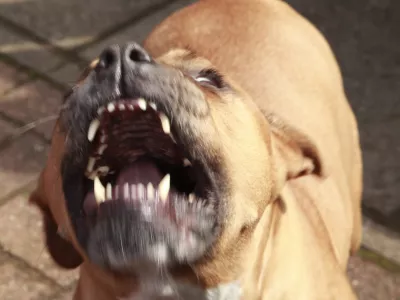 Pitt Bull in a rage.