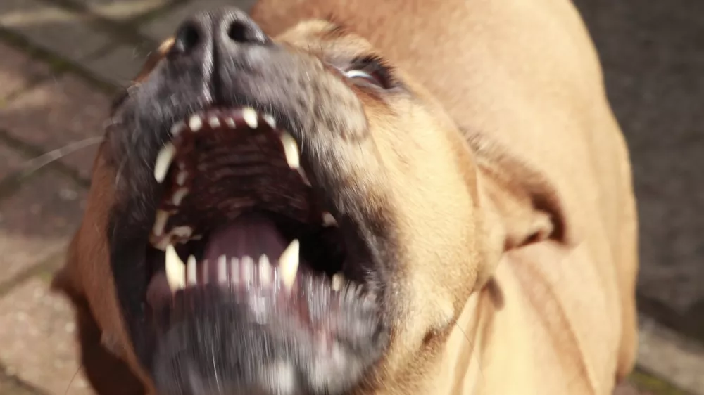 Pitt Bull in a rage.