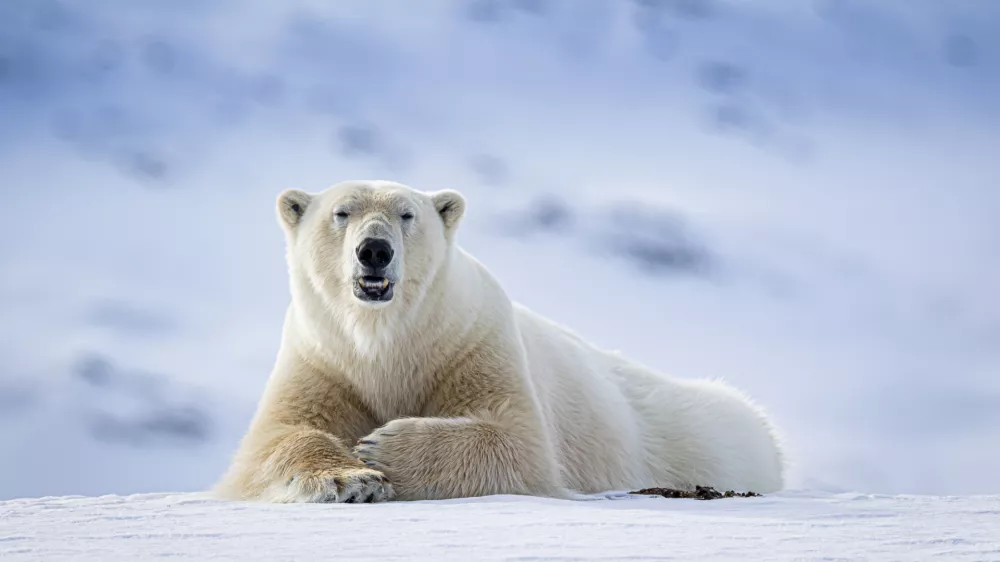 Medveda je sirena prepla&scaron;ila. / Foto: Istock