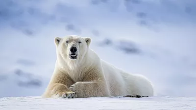 Medveda je sirena prepla&scaron;ila. / Foto: Istock