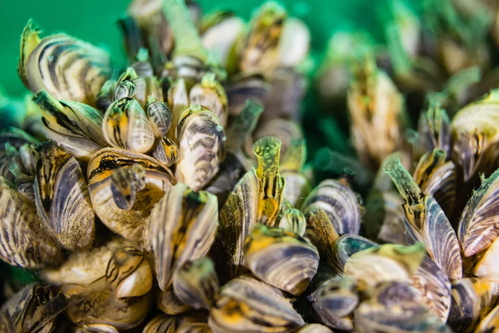Dreissena bugensis pod vodo / Foto: iStock / Foto: Michael Geyer