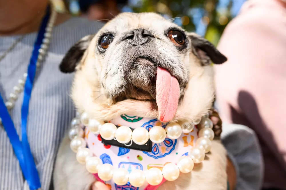 Jinny Lu, a pug rescue, prepares to compete in the World's Ugliest Dog Contest at the Sonoma County Fair in Santa Rosa, Calif., on Friday, Aug. 14, 2026. She went on to win first place. (AP Photo/Noah Berger) / Foto: Noah Berger