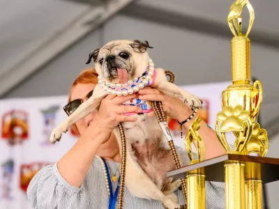 Pug rescue Jinny Lu celebrates winning first place in the World's Ugliest Dog Contest at the Sonoma County Fair in Santa Rosa, Calif., on Friday, Aug. 14, 2026. (AP Photo/Noah Berger) / Foto: Noah Berger