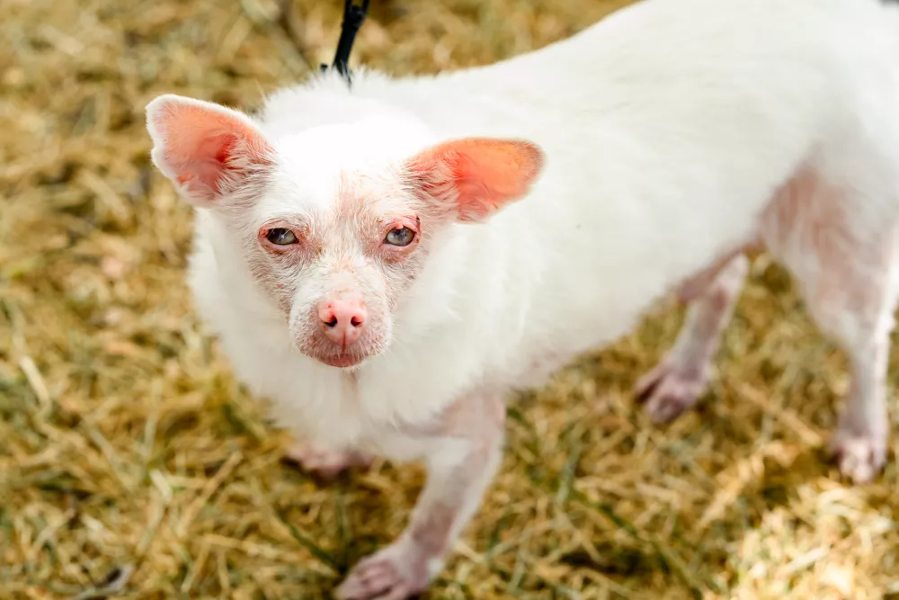 Pinky prepares to compete in the World's Ugliest Dog Contest at the Sonoma County Fair in Santa Rosa, Calif., on Friday, Aug. 14, 2026. The albino Pomeranian-Chihuahua mix went on to win second place. (AP Photo/Noah Berger) / Foto: Noah Berger