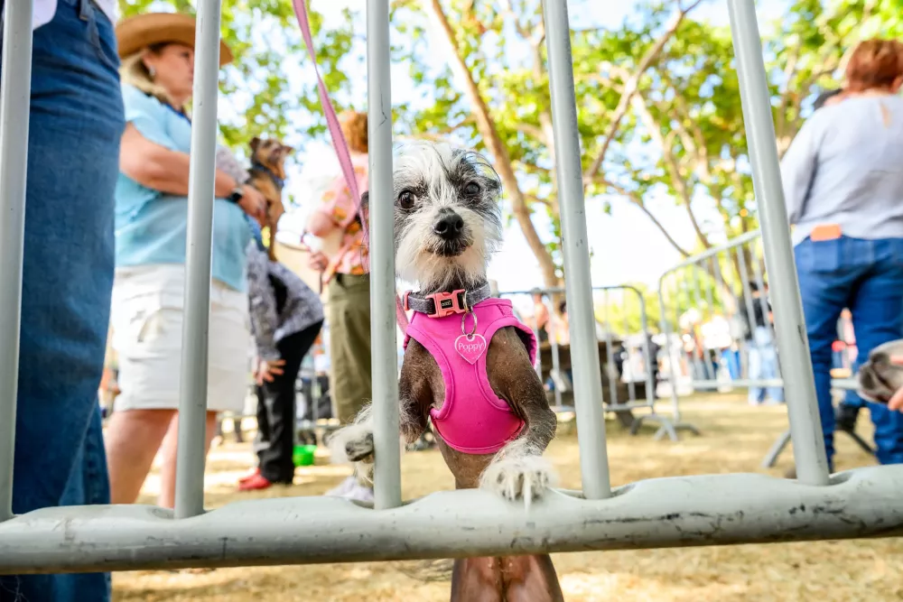 Poppy, a 7-year-old Chinese Crested, prepares to compete in the World's Ugliest Dog Contest at the Sonoma County Fair in Santa Rosa, Calif., on Friday, Aug. 14, 2026. (AP Photo/Noah Berger) / Foto: Noah Berger