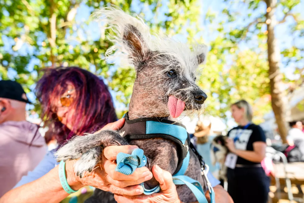 Held by owner Linda Elmquist, Scooter prepares to compete in the World's Ugliest Dog Contest at the Sonoma County Fair in Santa Rosa, Calif., on Friday, Aug. 14, 2026. (AP Photo/Noah Berger) / Foto: Noah Berger