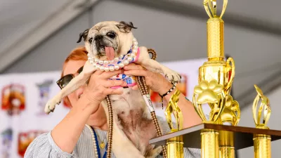 Pug rescue Jinny Lu celebrates winning first place in the World's Ugliest Dog Contest at the Sonoma County Fair in Santa Rosa, Calif., on Friday, Aug. 14, 2026. (AP Photo/Noah Berger)