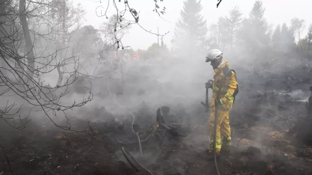 A Belgian firefighter stands among charred tree stumps in a forested area affected by a wildfire in Waimes, Belgium, August 17, 2026. REUTERS/Yves Herman