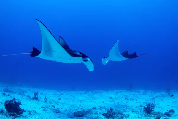 Mantas protected in Maldives dancing with joy