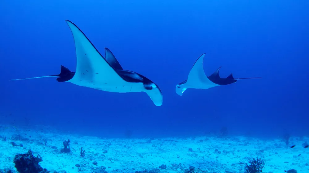Mantas protected in Maldives dancing with joy
