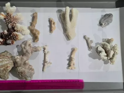 Slovencu so na zagreb&scaron;kem letali&scaron;ču zasegli 1,6 kilograma koral, za katere ni imel dovoljenja za uvoz. 